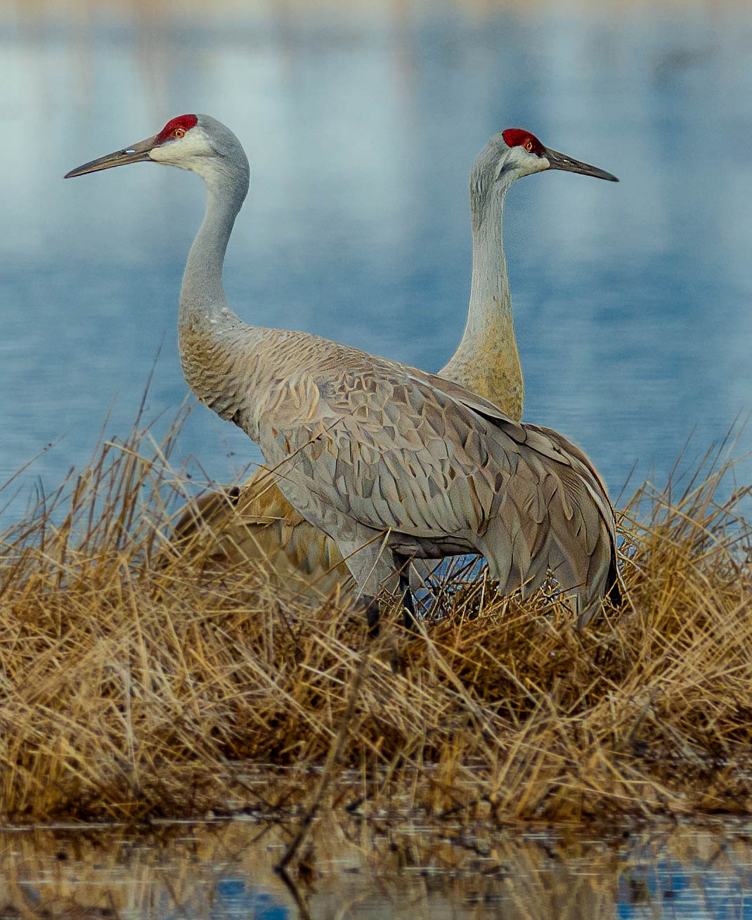 Cranes close up SV